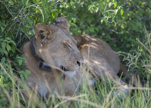 Lion tracking experience in Queen Elizabeth National Park