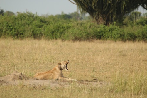 Lion tracking experiential activity in Uganda.