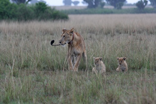 Lion tracking in Queen Elizabeth National Park