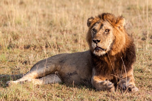 Lion Tracking in Uganda’s Queen Elizabeth National Park