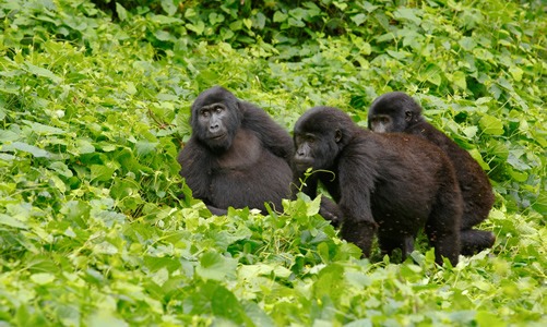 1 day gorilla tour Bwindi
