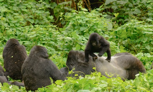 1 day gorilla tour Uganda