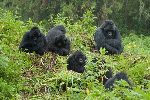 1 day Rwanda gorilla safari