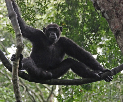 Chimpanzee tracking in Kyambura Gorge