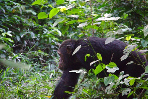 Chimpanzees in Kyambura Gorge