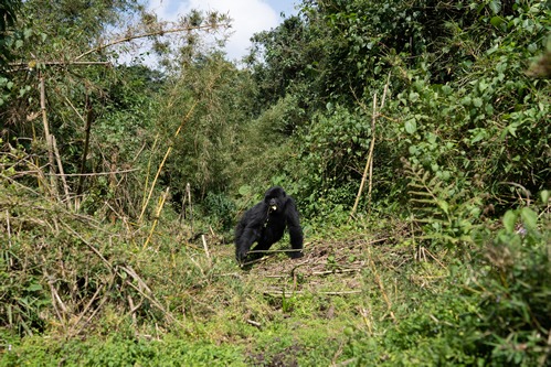 Climbing mount Bisoke