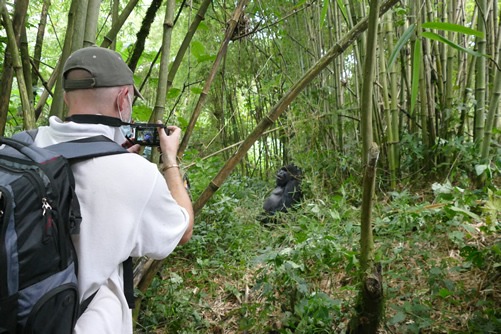 Cost of gorilla trekking in Virunga National Park