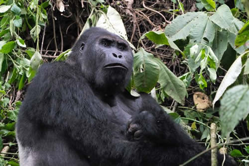 Eastern lowland gorilla trekking Congo