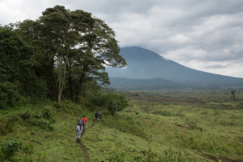 Gorilla trekking in Virunga Congo