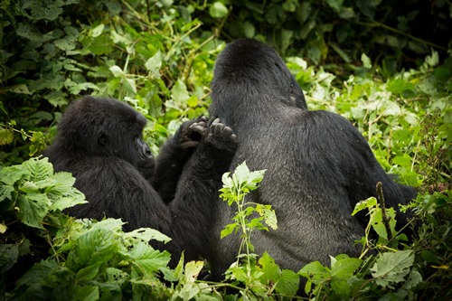 Gorilla trekking in Virunga National Park Congo