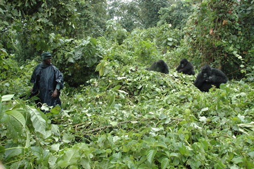 Gorilla trekking in Virunga