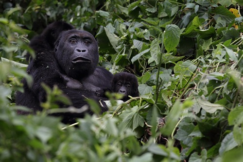 Lowland gorilla trekking Congo