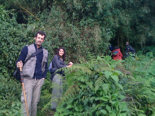 Price of gorilla trekking in Virunga national park Congo