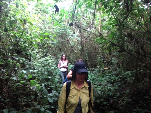 Price of gorilla trekking in Virunga National Park