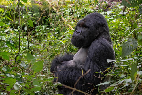 The cost of gorilla trekking in Virunga National Park in Congo