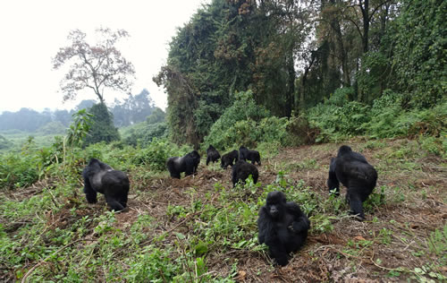 Weather at the Volcanoes National Park Rwanda