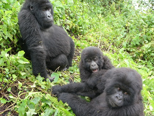 2 days gorilla trekking in Rwanda