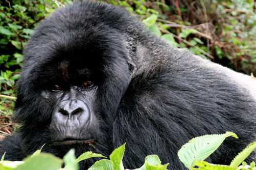 2 days Uganda gorilla tour
