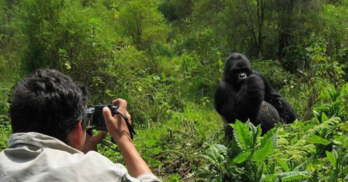 3 days Bwindi gorilla safari