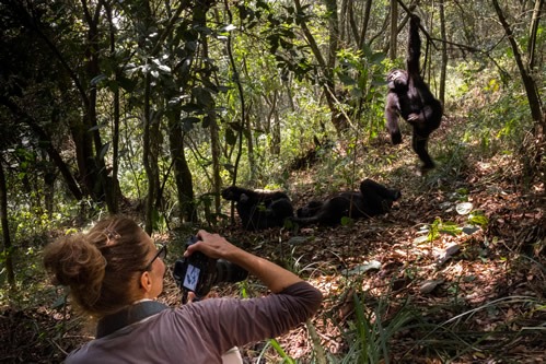 3 days Bwindi gorilla trekking