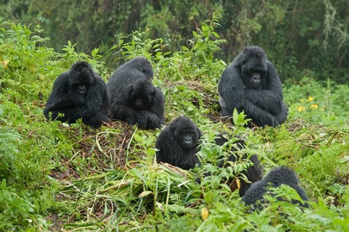 3 days gorilla safari in Rwanda