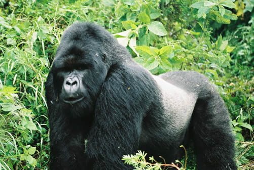 3 days gorilla safari Rwanda