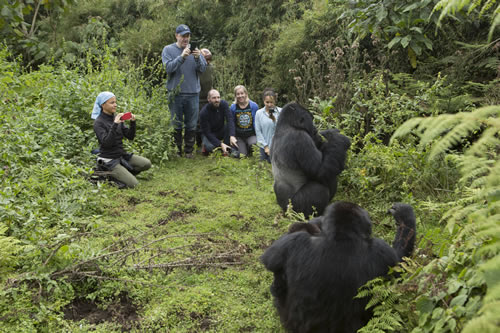 3 days Rwanda gorilla safari