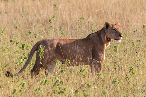 A safari in Queen Elizabeth National Park