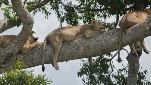 A safari in Queen Elizabeth National Park