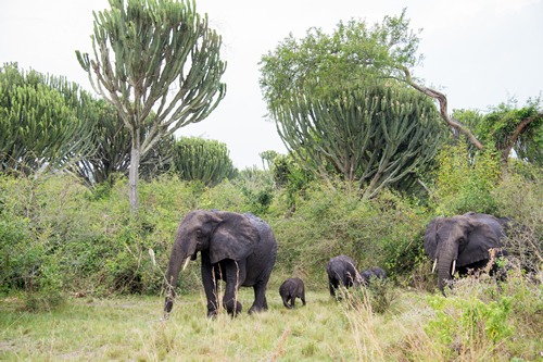 A safari in Uganda