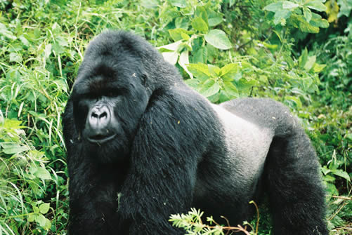About mountain gorillas