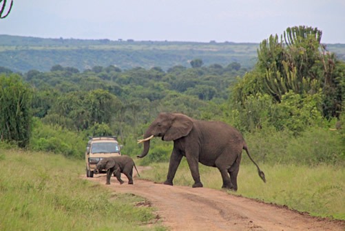 Activities in Murchison Falls National Park