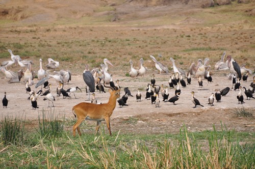 Activities in Queen Elizabeth National Park