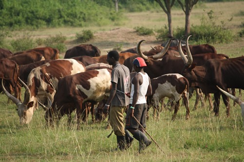 Attractions in Queen Elizabeth National Park