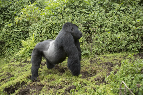 Book gorilla permits in Rwanda