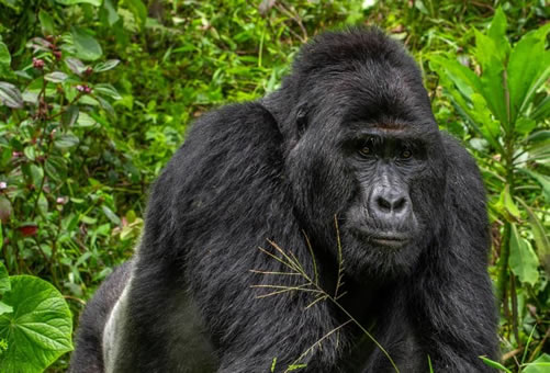 Gorilla permits in Uganda