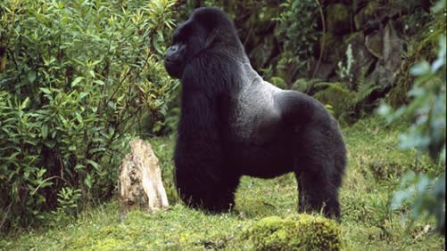 Gorilla trekking in Bwindi forest