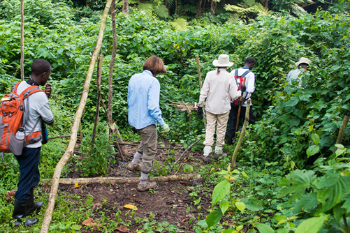 gorilla trekking in Bwindi impenetrable forest