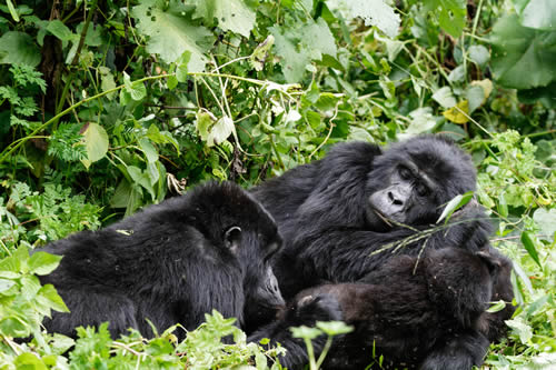Gorilla trekking in Bwindi National Park