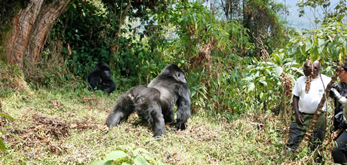 Gorilla trekking regulations