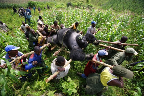 Information on mountain gorillas