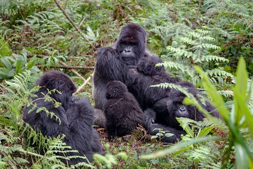 Mountain gorillas