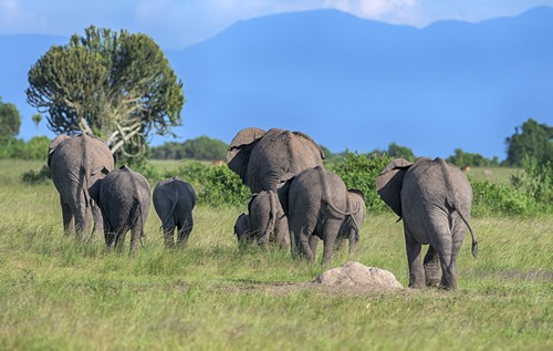 Queen Elizabeth National Park Uganda