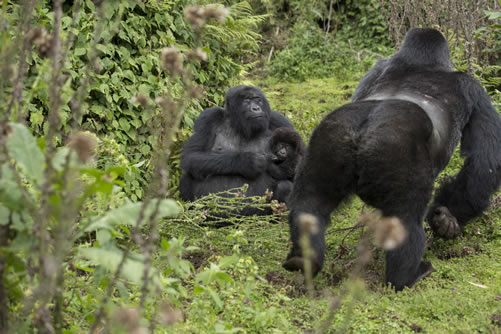 Regulations for gorilla trekking