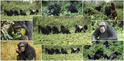 Rules for gorilla trekking