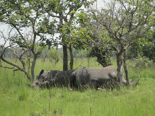 Things to do in Murchison Falls National Park