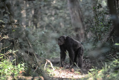 Top attractions in Queen Elizabeth National Park