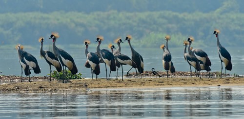 What to see in Murchison Falls National Park