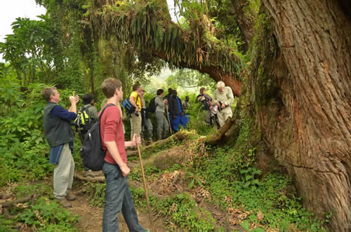 The Cost of Gorilla Trekking in Rwanda and Uganda