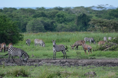 Best game parks in Uganda